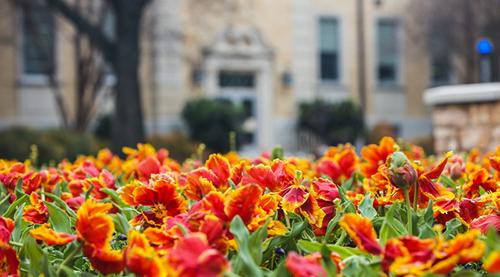 TCU marigold tulips